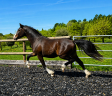 Poney - PFS - 2ans - Dressage - France