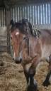 Cheval de trait ardennais 