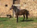 poney,4 ans
