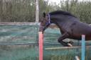 ponette,5 ans