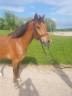 Poney de sport CSO