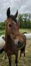 Deniro , jeune cheval d&rsquo;avenir 