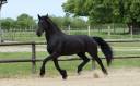 Madline Jument Arabo-Frison  a vendre  14 ans