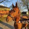 Poulain (hongre) Quarter crois&eacute; paint horse