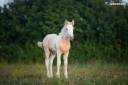 Pouliche irish cob pie palomino oeil bleu de 1an.