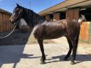 Hongre PRE Pure Race Espagnole A vendre 2016 Autre couleur par Fant&aacute;stico RB II