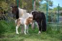 POULAIN SHETLAND PP PIE ALEZAN DUN
