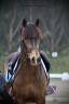 Plusieurs poneys &agrave; vendre 