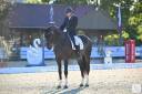 Hongre - Oldenbourg - 13 ans - Dressage - France