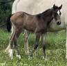 Pouliche Sf par papillon de l odyssee