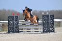 Hongre de 11 ans pour du loisir/CSO
