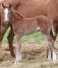 Pouliche SF Bingo st hermelle x Quaprice Bois Margot