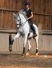Hongre - Lusitanien - 14 ans - Dressage PSG - France