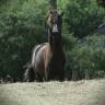 Pouliche noire homozygote 2025