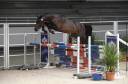 Cheval Selle Fran&ccedil;ais 