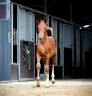 Poulain sf origine sport haut niveau