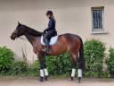 Jument de dressage 5 ans