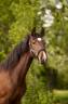 Pouliche - SBS - 1 an - Dressage - France