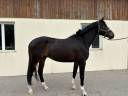 Karma du Pin - CSO - CCE - Hongre 6 ans 
