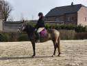cheval de dressage 153cm au garot