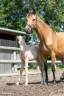 Jument 5 ans 1m60 suit&eacute;e d'une magnifique pouliche 