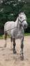Percherons 