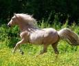 TANGO: Ib&eacute;rique PALOMINO &agrave; la vente en France 