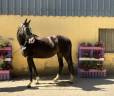 Nirvana de Molion - SF - femelle - 3 ans  - 1.64 - noir
