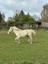 Pouliche welsh cob D creme 