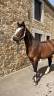 Olaf Spectickels - Paint Horse de 9 ans