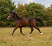 Poulain 2025 Itoki de riverland x cor de hus