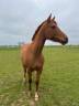 JAMYN DE CANDESIR  Hongre 7ans  DSA 