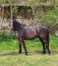 hongre connemara 4 ans