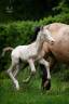 Poulain Pure Race Espagnole Perlino
