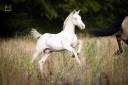 Poulain Pure Race Espagnole Perlino
