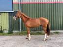 Hongre de 5ans 162&rsquo; par Chacco White x Questions