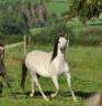 Magnifique Welsh B