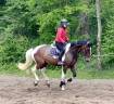 Joli hongre kwpn de 4 ans, +- 1m70, kwpn