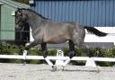 Pure race espagnol fils de Poeta de Susaeta 
