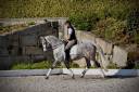 Hongre PRE 2021 &mdash; ANCCE &mdash; qualit&eacute; pour dressage