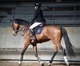 Chouette jument de 5 ans