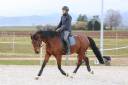 Cheval de sport Allemand 