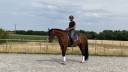 Cheval de sport Allemand 