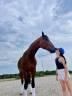 Cheval de sport Allemand 