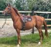 Jument selle fran&ccedil;ais 6ans CSO CCE Hunter 