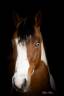 MB POCOSMOKE FRECKLES  PAINT HORSE