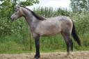 4 ans - Gros potentiel CSO - Chacco-white