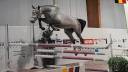 4 ans - Gros potentiel CSO - Chacco-white