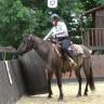 KALA - Quarter Horse Grullo