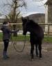 Vend mulet poitevin 